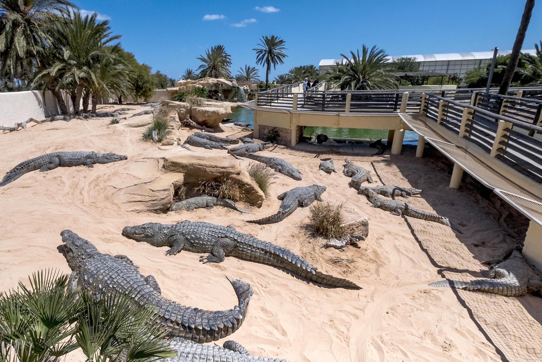 The crocodile park on the island of Djerba